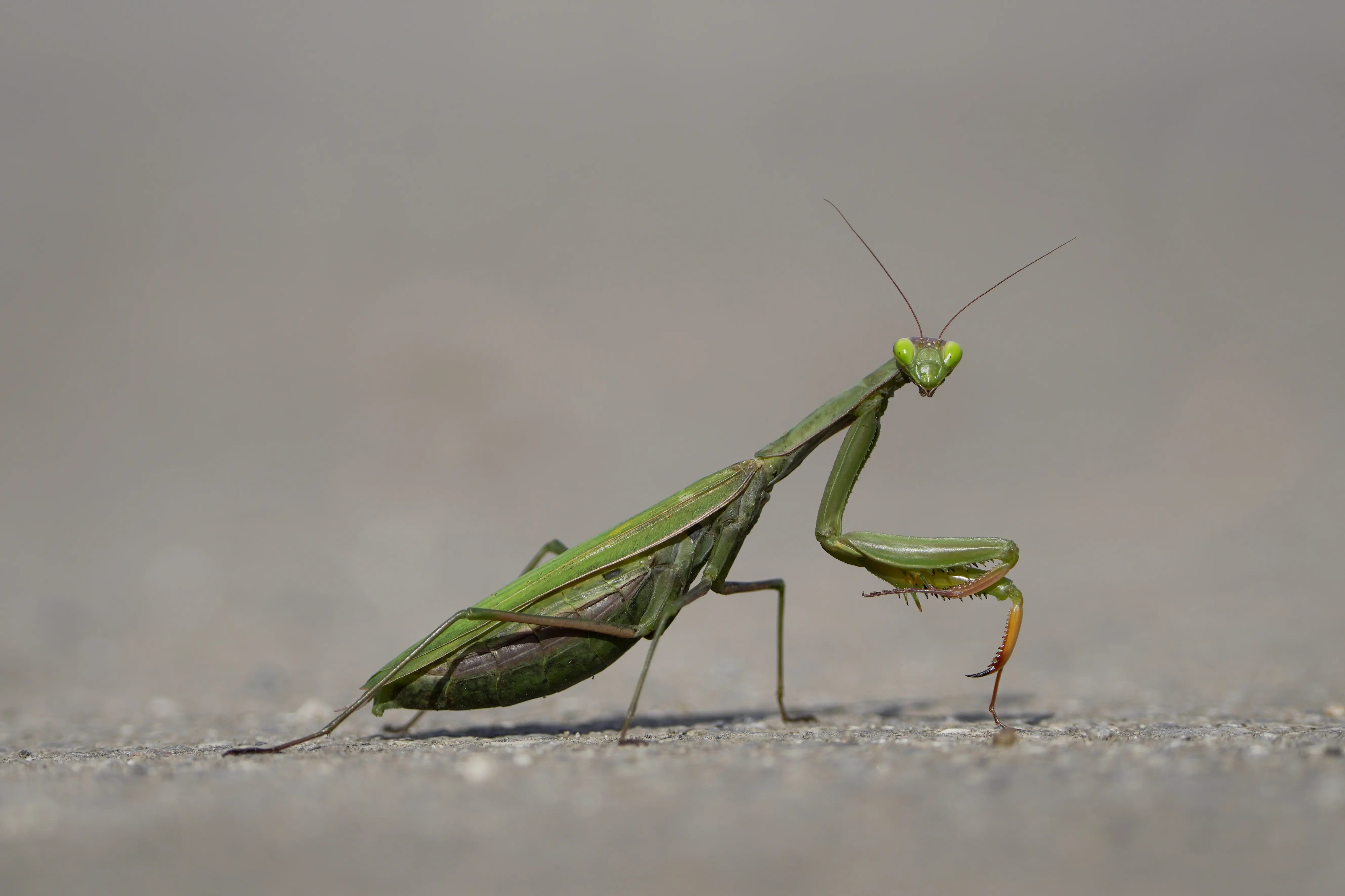 Foto N'asturaleza